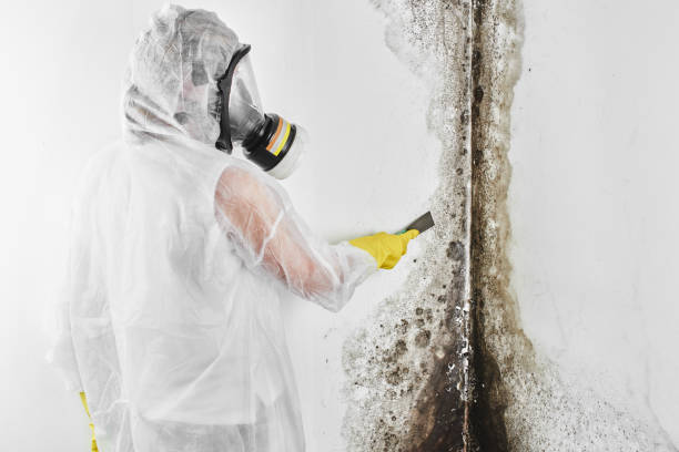 Why You Should Choose Our Mold Remediation Services in Cohoes, NY